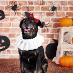 ¿Dulce o travesura?: Celebra Halloween junto a tu mascota en Viña del Mar