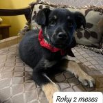 Jornada de adopción “Amigos del Corazón” busca hogar para perros y gatos en Viña del Mar