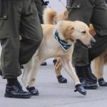 Banda de Carabineros y muestra canina animan jornada familiar en Mall Marina